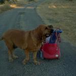 "Bella" the Bloodhound is one of our long term vacationers and loves it here.